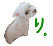 437031368