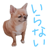 437031371