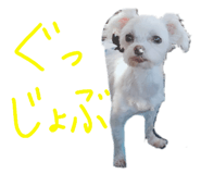437031375