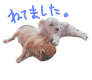 437031378
