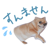 437031379
