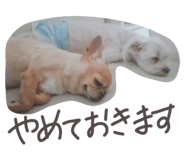 437031381