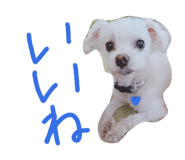 437031394