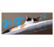 437065124