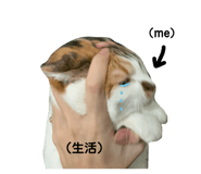 437110240