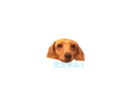 437237388