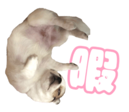 437245518