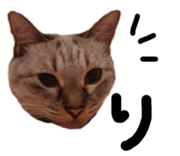 437282320