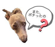 437335066
