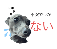 437335068
