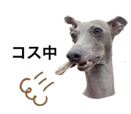 437335069