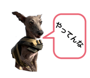 437335072
