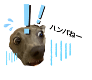 437335082