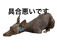 437335084