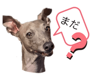 437335087