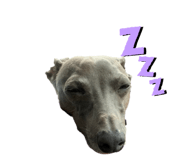 437335090