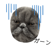 437364524