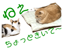 437456855