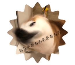 437682927