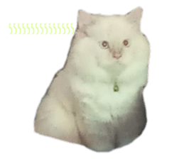 437775171
