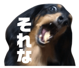 437776625