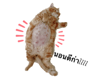 437779806