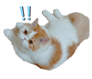 437779808