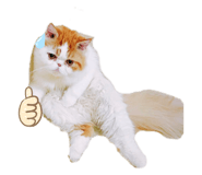437779809