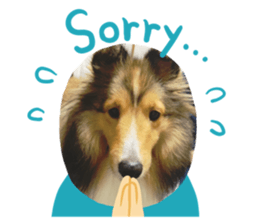 438154877