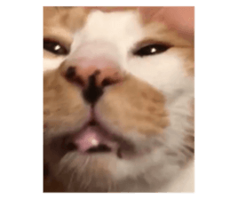 438217276