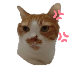 438607336