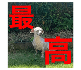 438653811