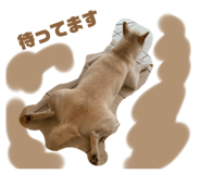 438830284
