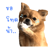 439017335
