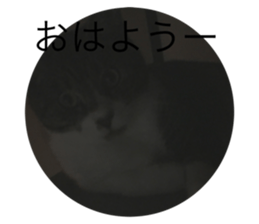 439050116