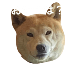 439098914