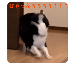 439167047