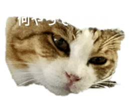 439270168