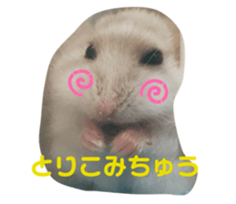 439288260