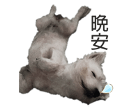 439655539