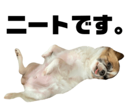 439710507