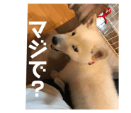 439752848