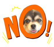 439753237