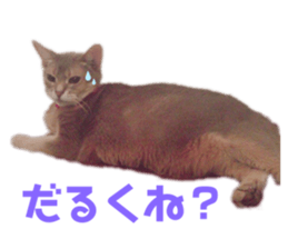 439779816