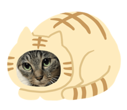 439811860