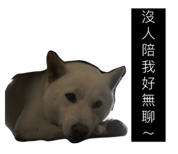 43986066