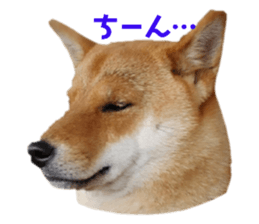 440113655