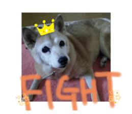 440217004