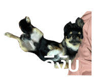 440224092