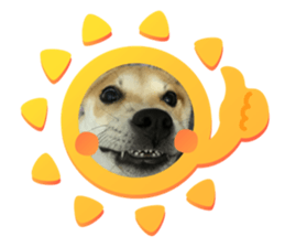 440413555